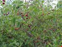 روستای توشمانلو