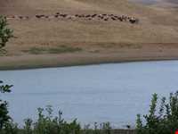 روستای توشمانلو