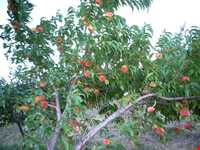 روستای توشمانلو