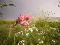 روستای توشمانلو