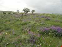 روستای توشمانلو