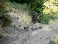 روستای توشمانلو