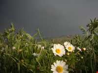 روستای توشمانلو