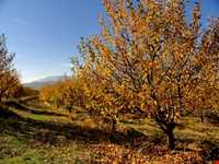 روستای توشمانلو