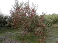 روستای توشمانلو