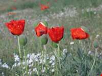 قله قوشاداغ