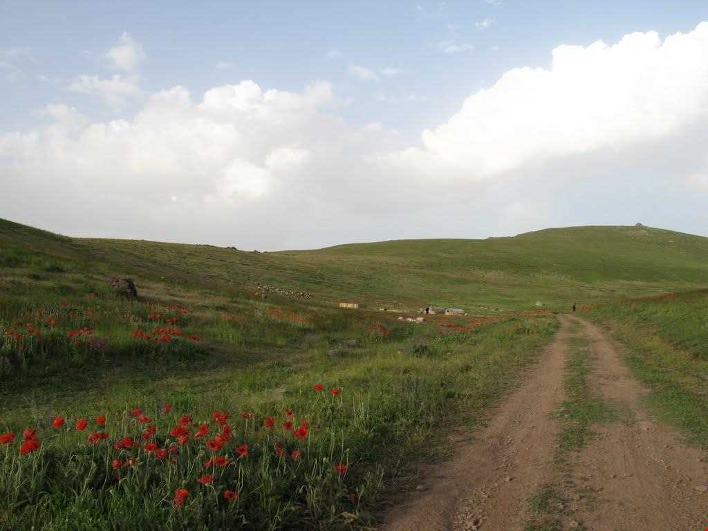 تفرجگاه افیل شامی