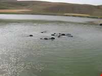 تفرجگاه افیل شامی