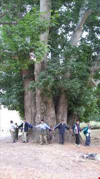 تفرجگاه افیل شامی