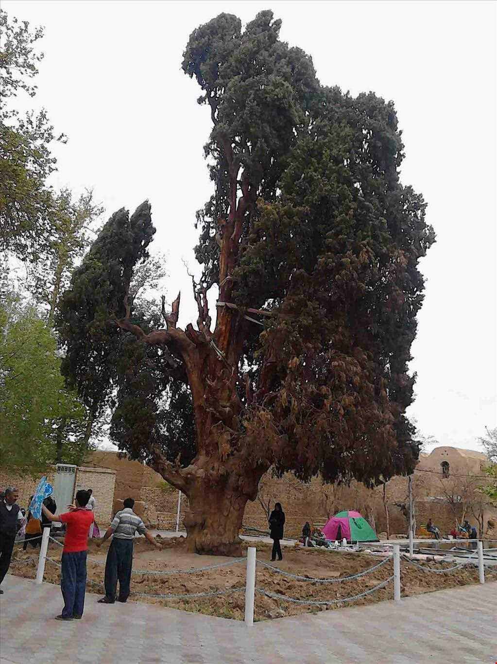 پارک سرو کهنسال مهریز