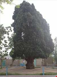 پارک سرو کهنسال مهریز