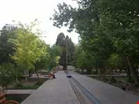 پارک سرو کهنسال مهریز