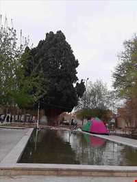 پارک سرو کهنسال مهریز