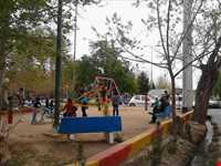 پارک سرو کهنسال مهریز