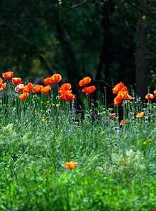 روستای لیقوان