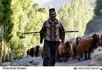 پنیر لیقوان