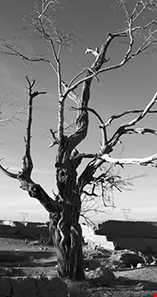 روستای هرفته