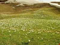 منطقه گردشگری چیچکلی