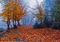 پارک جنگلی تنگه چهل چای