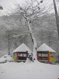 پارک جنگلی تنگه چهل چای