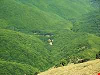 Pir Davoud forest