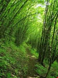 Pir Davoud forest