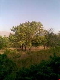 روستای قلعه قدس