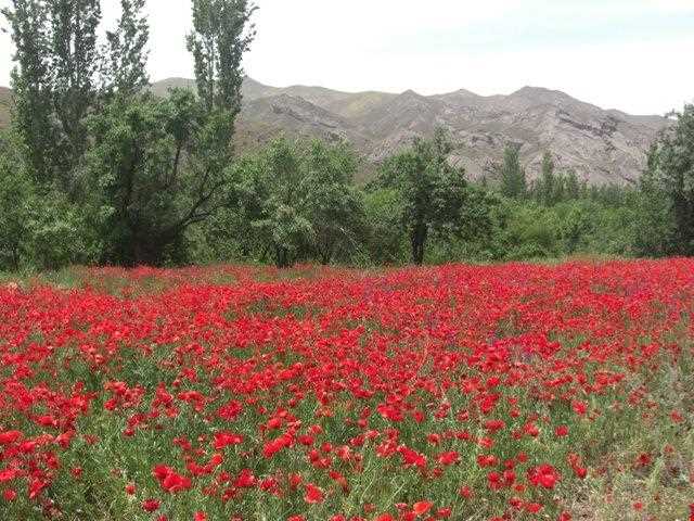 روستای خانک