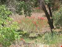 روستای خانک