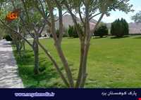 پارک کوهستان یزد