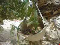 آرامگاه سید غلام رسول