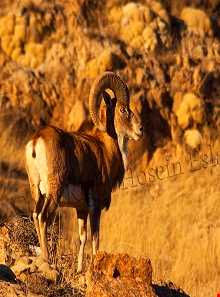 منطقه حفاظت شده دربادام