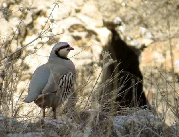 Protected Area Darbadam