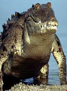 تمساح پوزه کوتاه (گاندو)