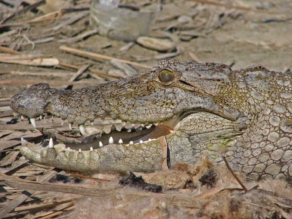 تمساح پوزه کوتاه (گاندو)