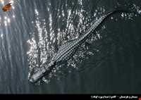 تمساح پوزه کوتاه (گاندو)