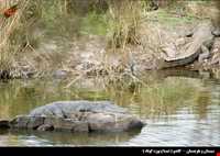 تمساح پوزه کوتاه (گاندو)