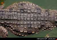 تمساح پوزه کوتاه (گاندو)