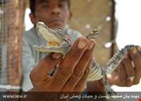 تمساح پوزه کوتاه (گاندو)