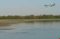 جنگل حرا چابهار