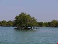 جنگل حرا چابهار