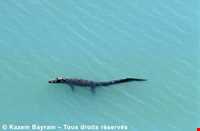 International wetland of Govater gulf