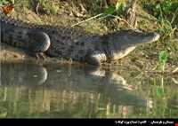 International wetland of Govater gulf