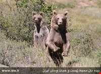 منطقه حفاظت‌شده و پناهگاه حیات وحش انگوران