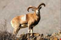 منطقه حفاظت‌شده و پناهگاه حیات وحش انگوران