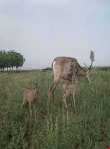 منطقه حفاظت‌شده و پناهگاه حیات وحش انگوران