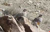 منطقه حفاظت‌شده و پناهگاه حیات وحش انگوران