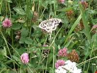 منطقه حفاظت‌شده و پناهگاه حیات وحش انگوران