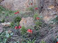 منطقه حفاظت‌شده و پناهگاه حیات وحش انگوران