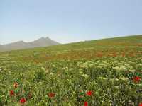 منطقه حفاظت‌شده و پناهگاه حیات وحش انگوران